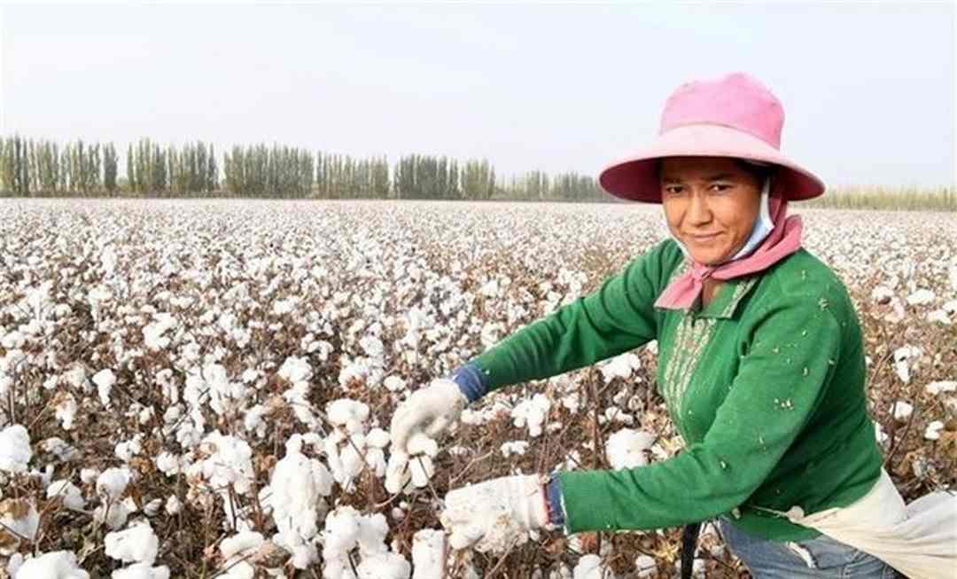 Sự phát triển của công nghệ sản xuất vải cotton