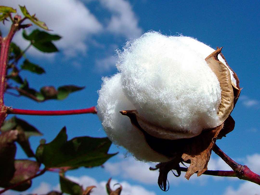 Quá trình sản xuất vải cotton bao gồm nhiều giai đoạn